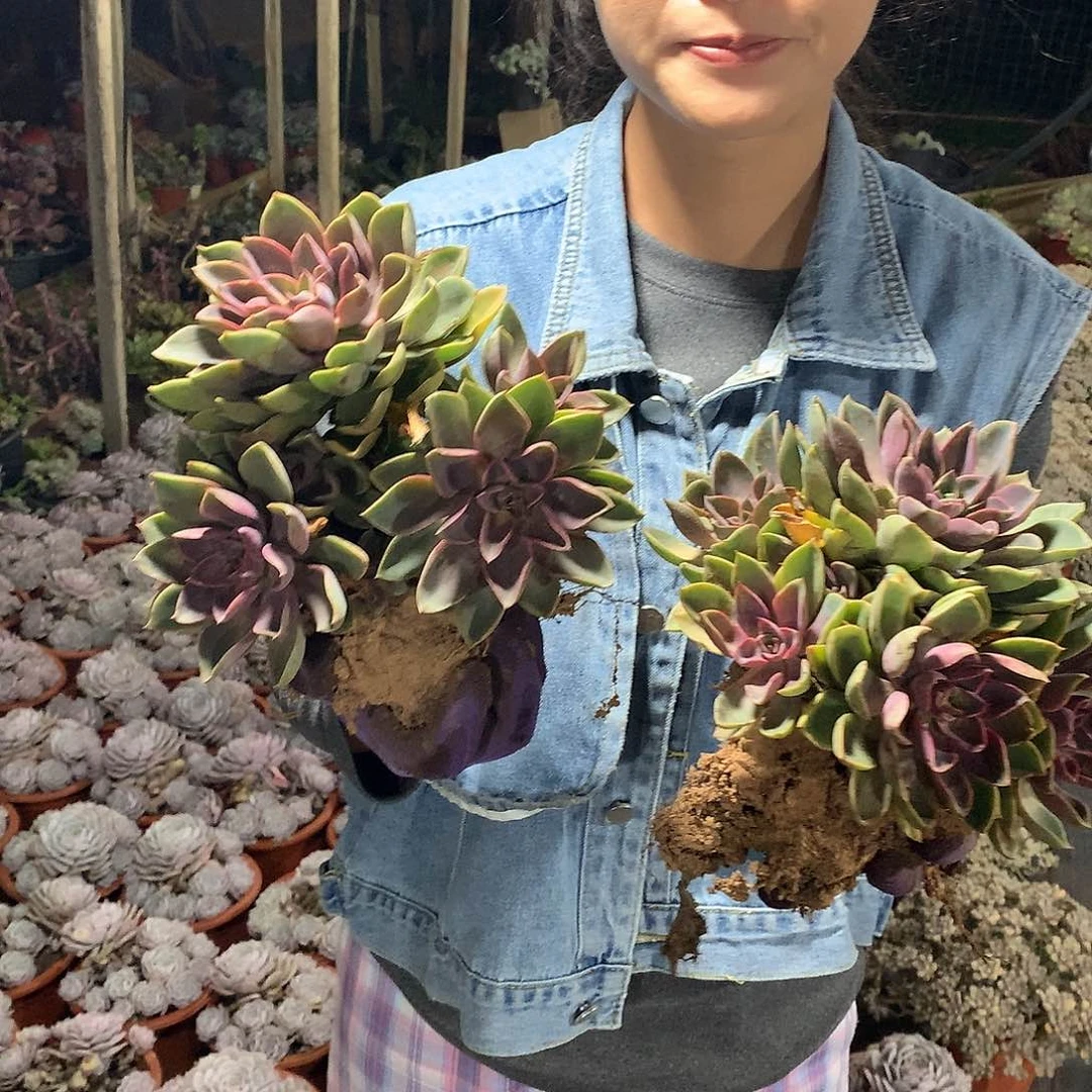 胖哥多肉推荐琼斯4头起2个19.8