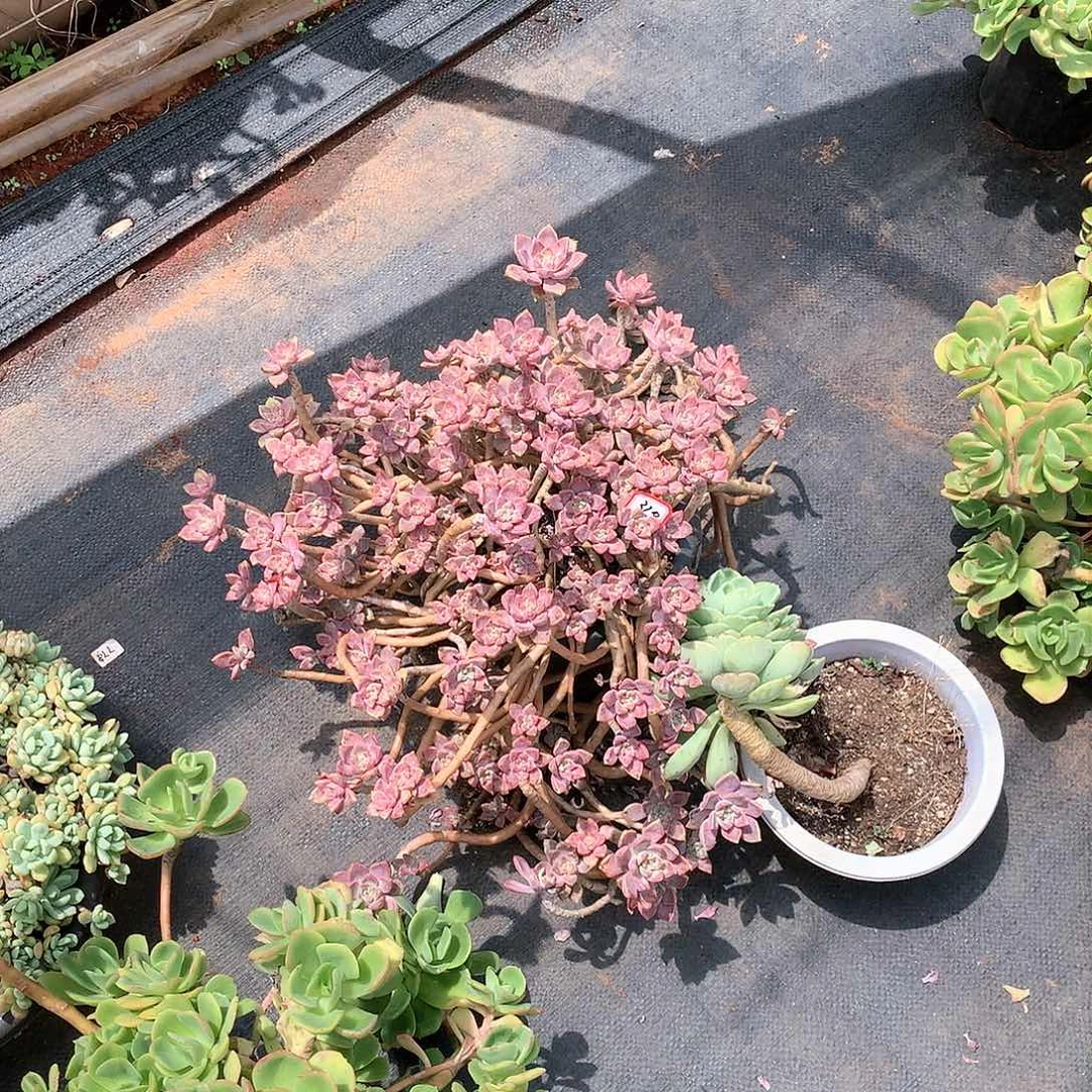 一物一拍多肉 329阿伦陪