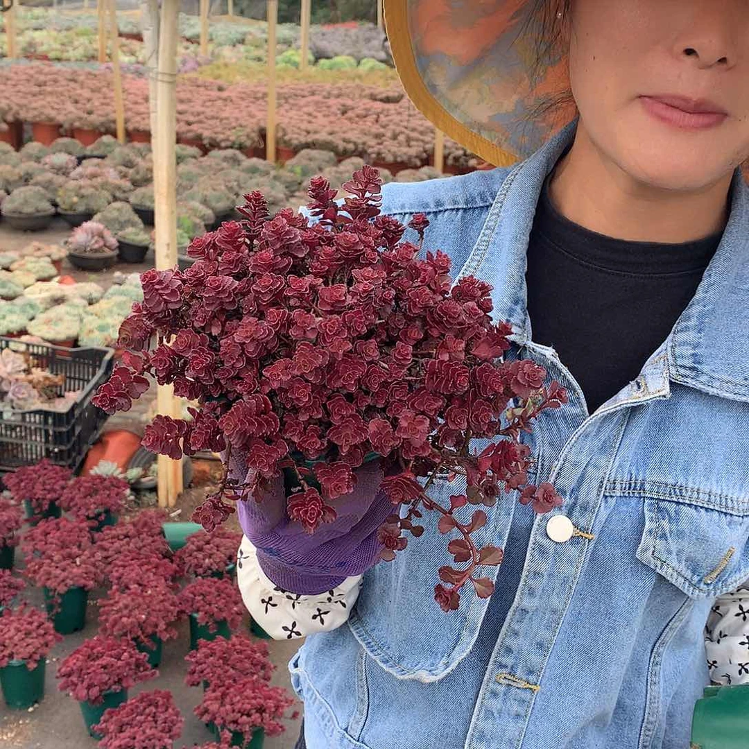 小球玫瑰带盆12.8 胖哥多肉推荐