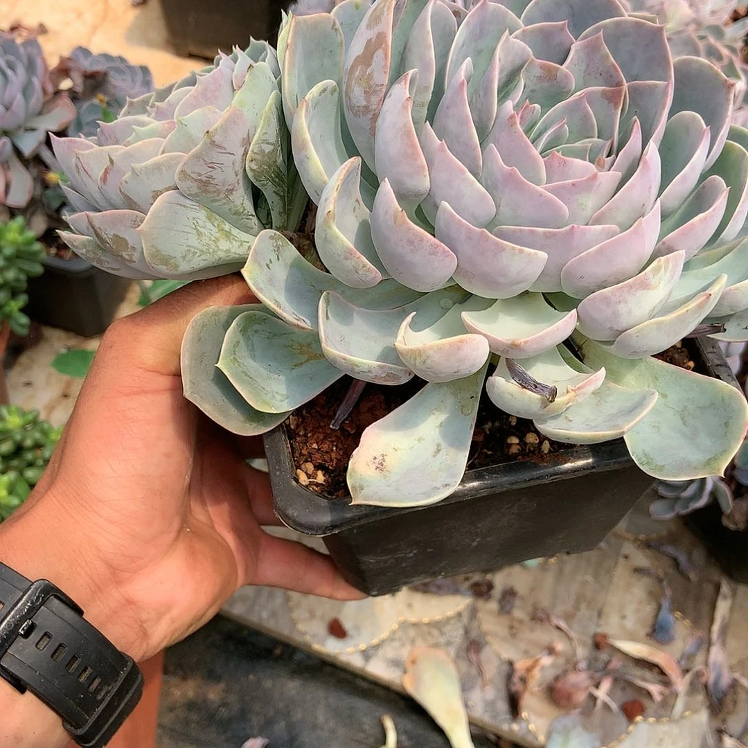 胖哥多肉推荐天赐双头起9.9