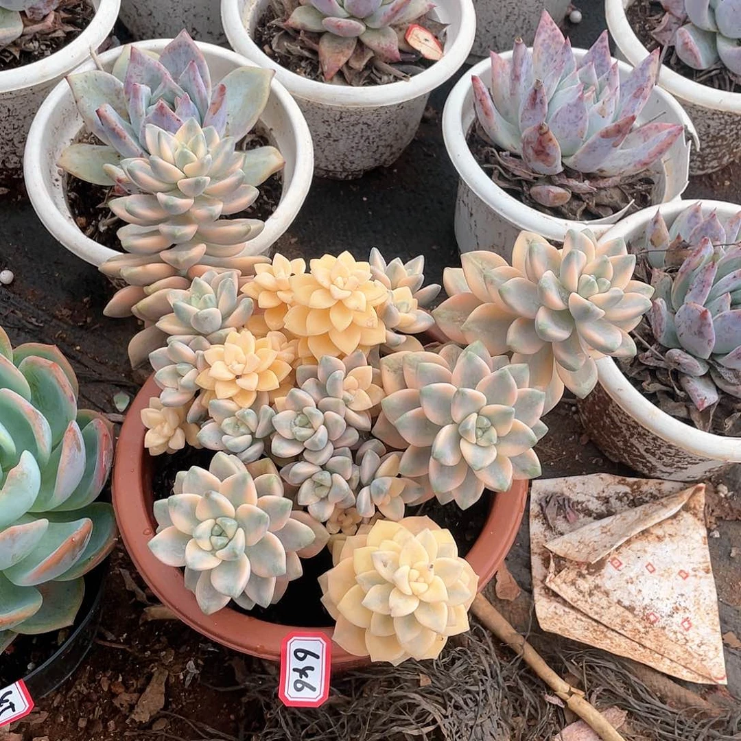 646美杏锦一物一拍多肉