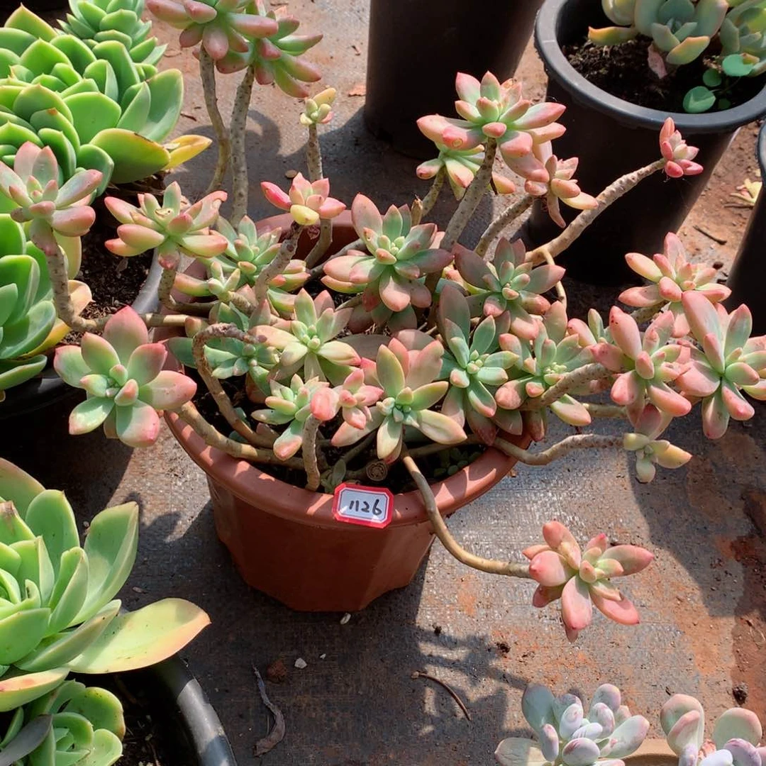 1126秋丽 一物一拍多肉