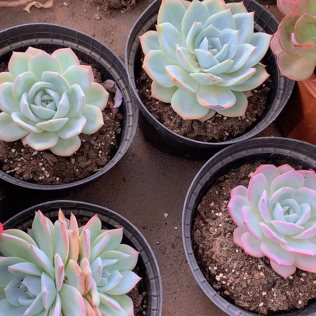 单头起凤橙9.9量拍多肉