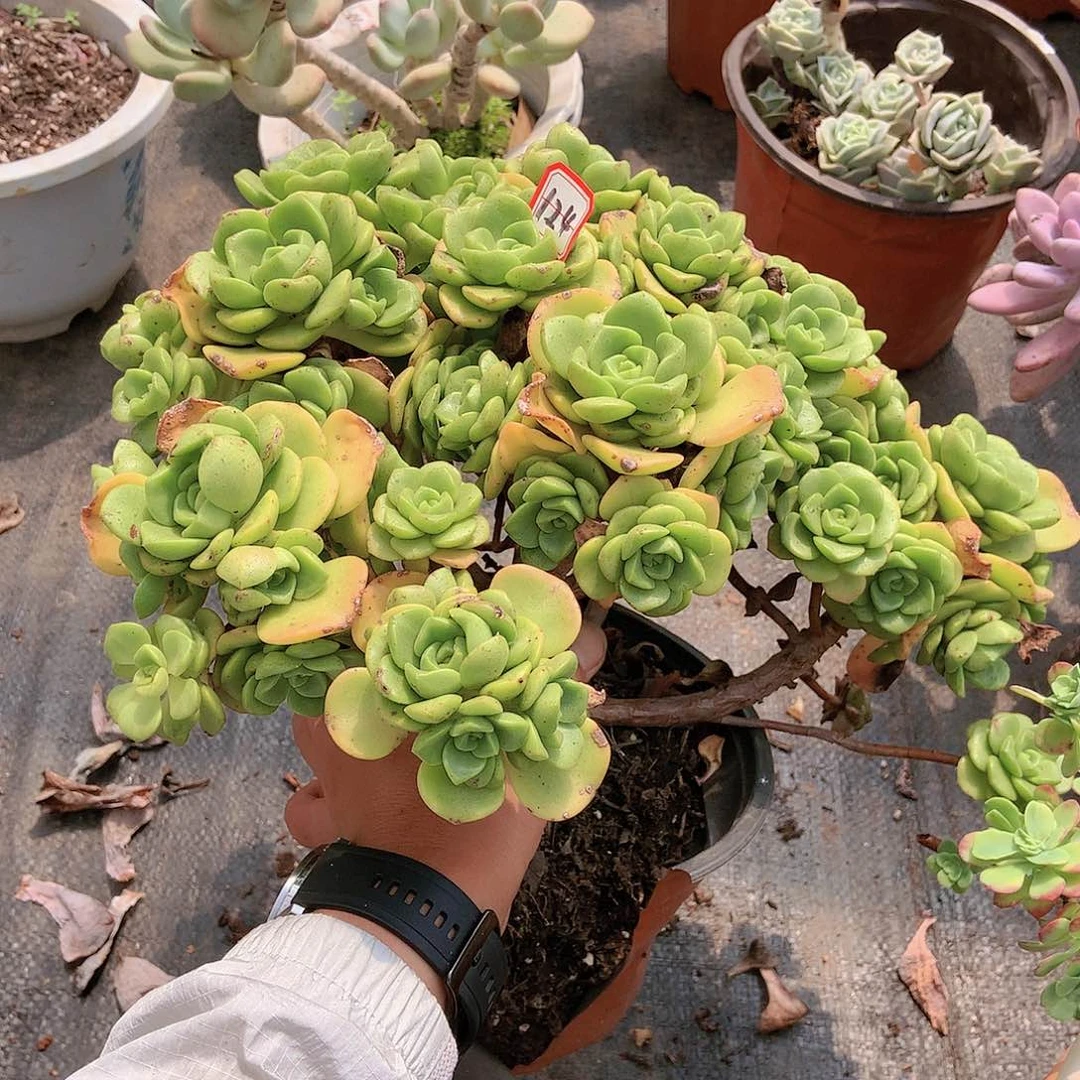 124百合丽丽18.8 多肉一物一拍