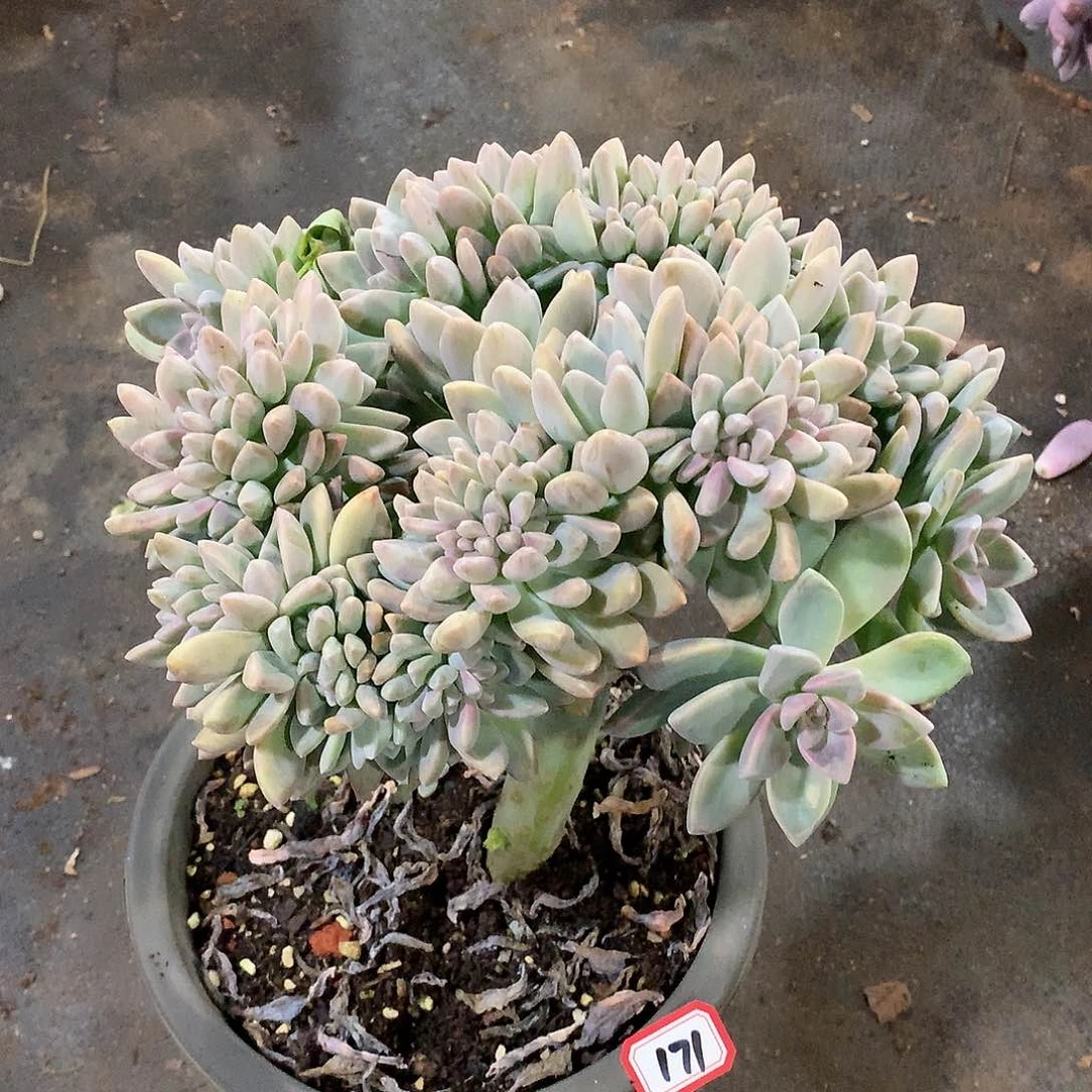 一物一拍多肉 171淡雪缀