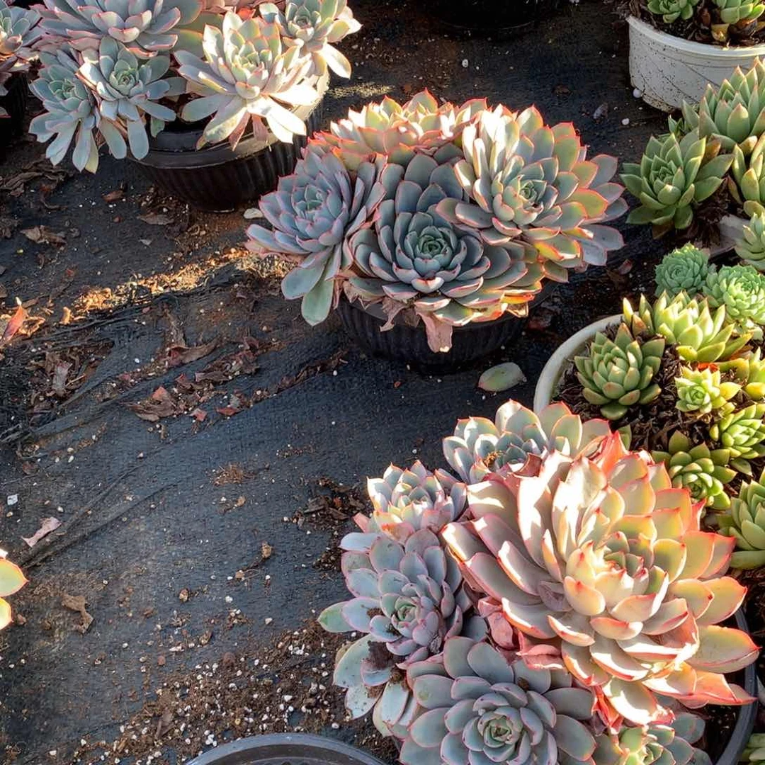 胖哥多肉推荐赫拉4头起16.8