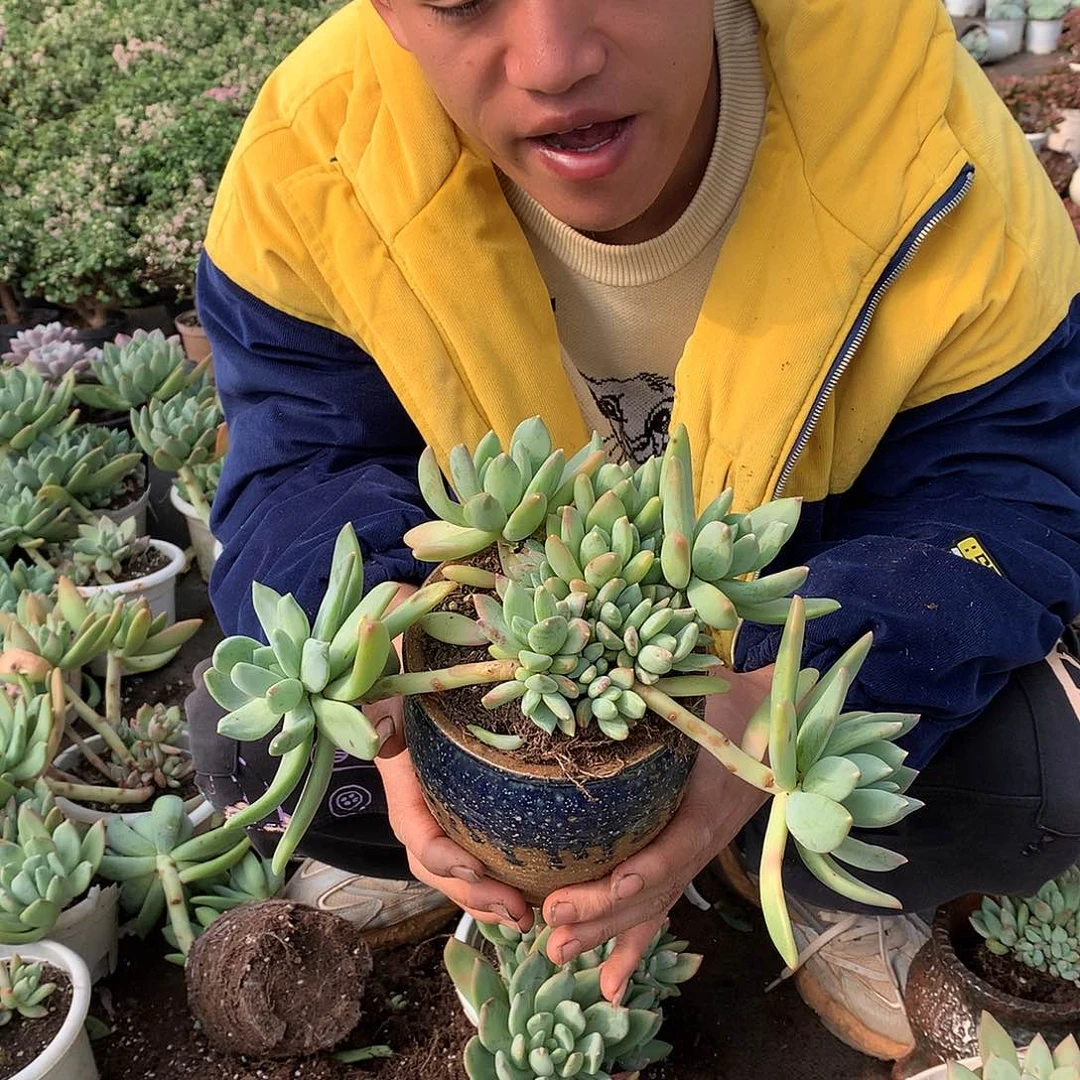 胖哥多肉推荐海洋之歌9.9