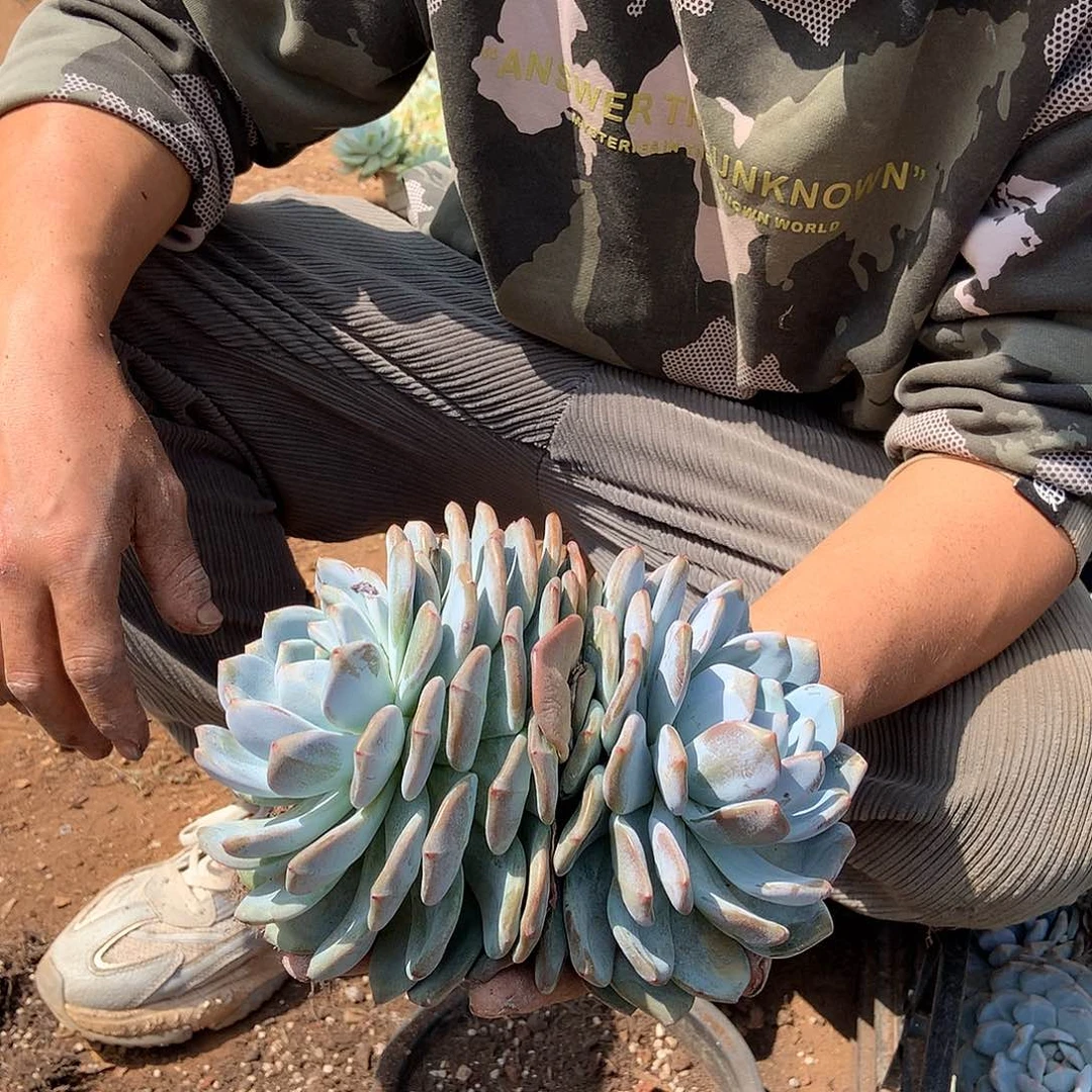 胖哥多肉推荐双头起橙梦露12.8