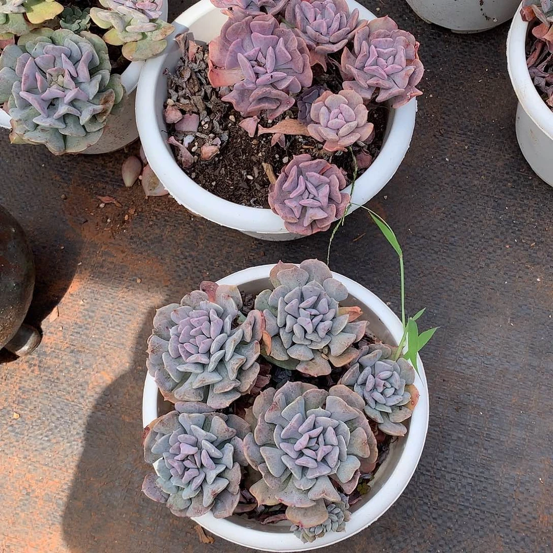 胖哥多肉推荐雪精灵9.9