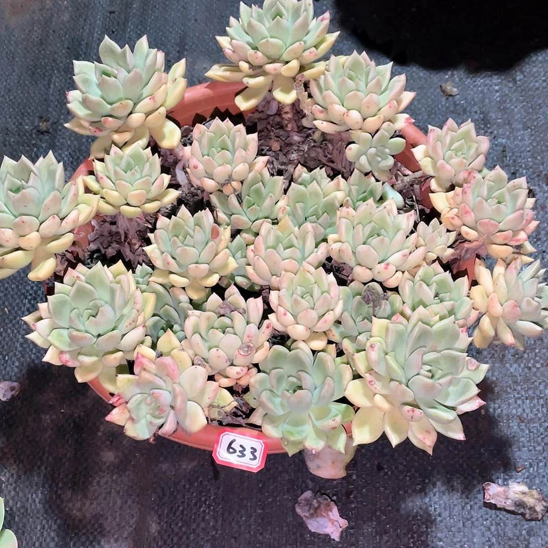 633璀璨一物一拍多肉