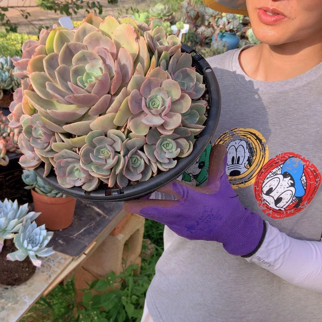 蓝色苍露45 胖哥多肉推荐