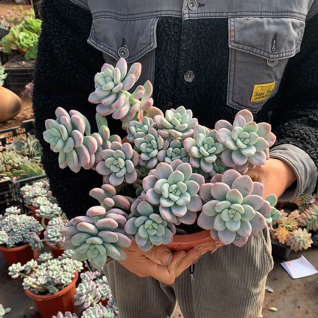 胖哥多肉推荐红洛神19.8