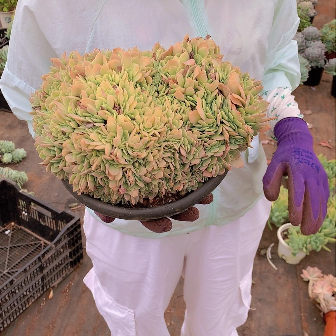 胖哥多肉推荐丝绸杂缀化39