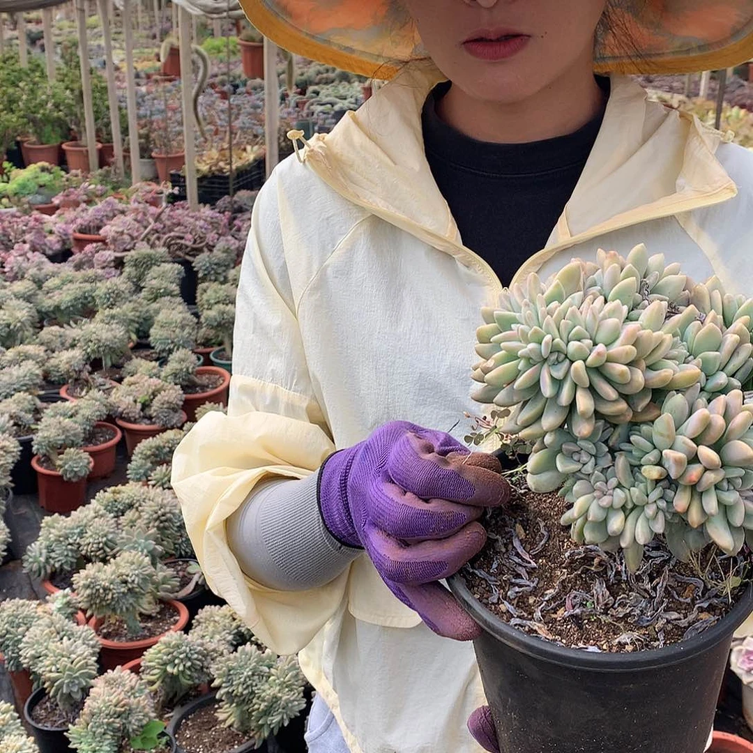 淡雪缀15.8 胖哥多肉推荐