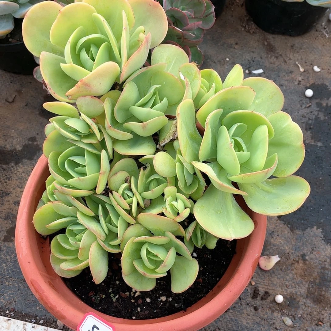 512碧桃 一物一拍多肉