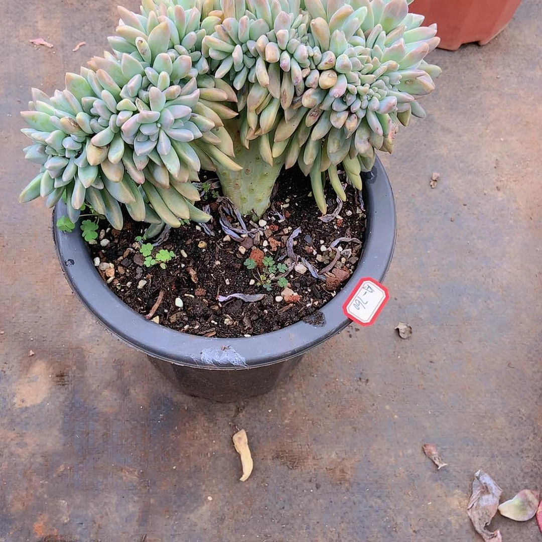 胖哥多肉多肉一物一拍A-760淡雪缀