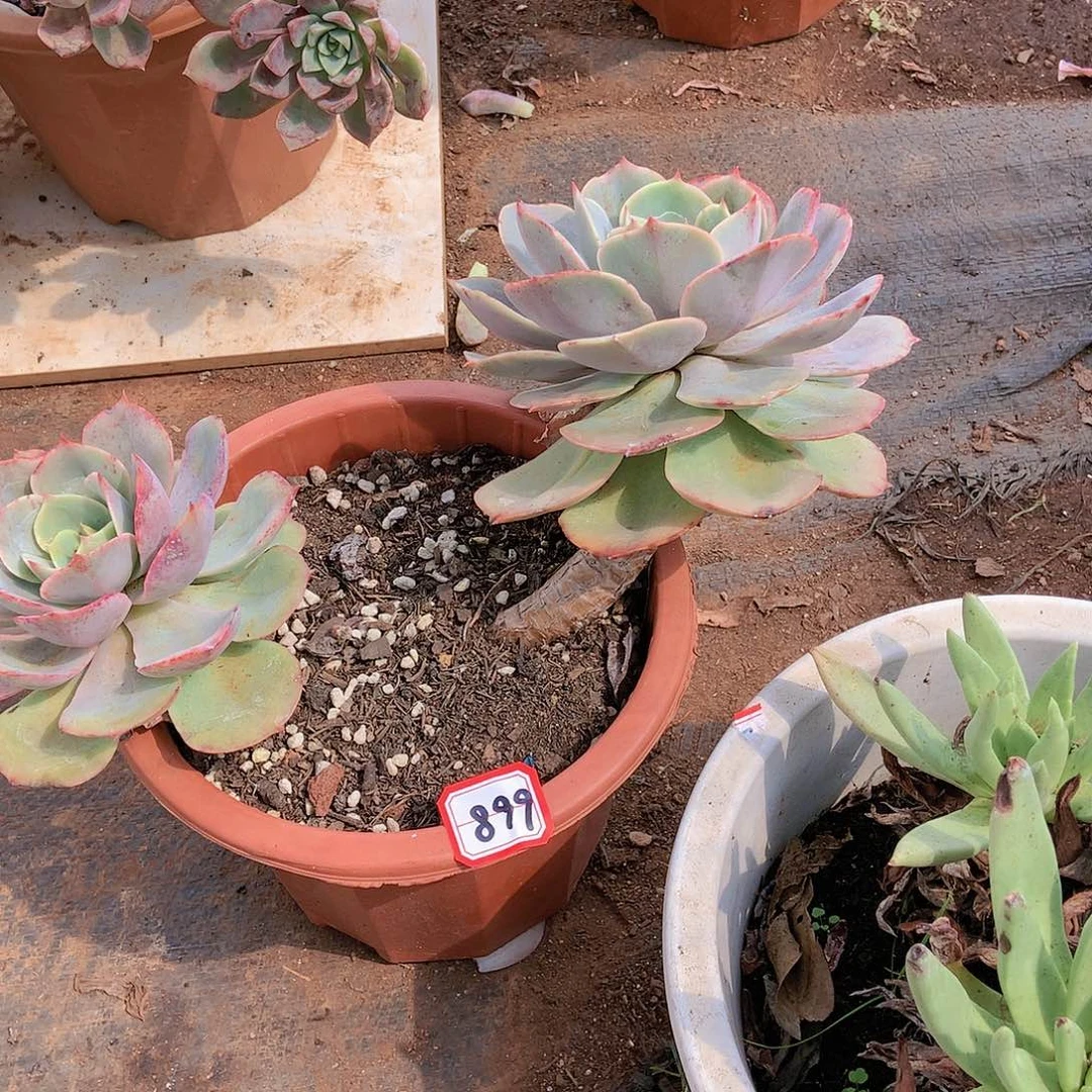 899白雪一物一拍多肉