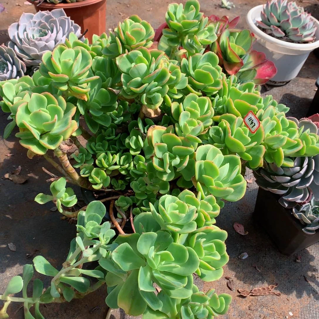 1147火焰玫瑰 一物一拍多肉