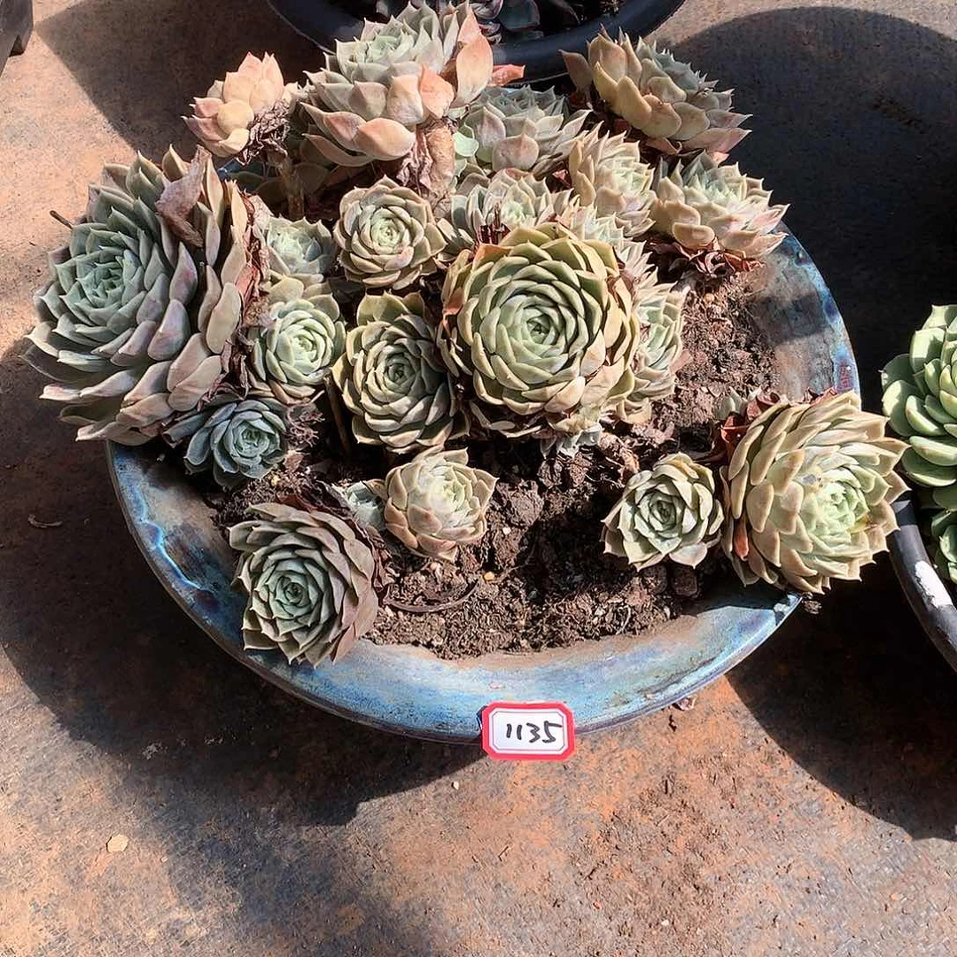 一物一拍多肉 1135安斯诺