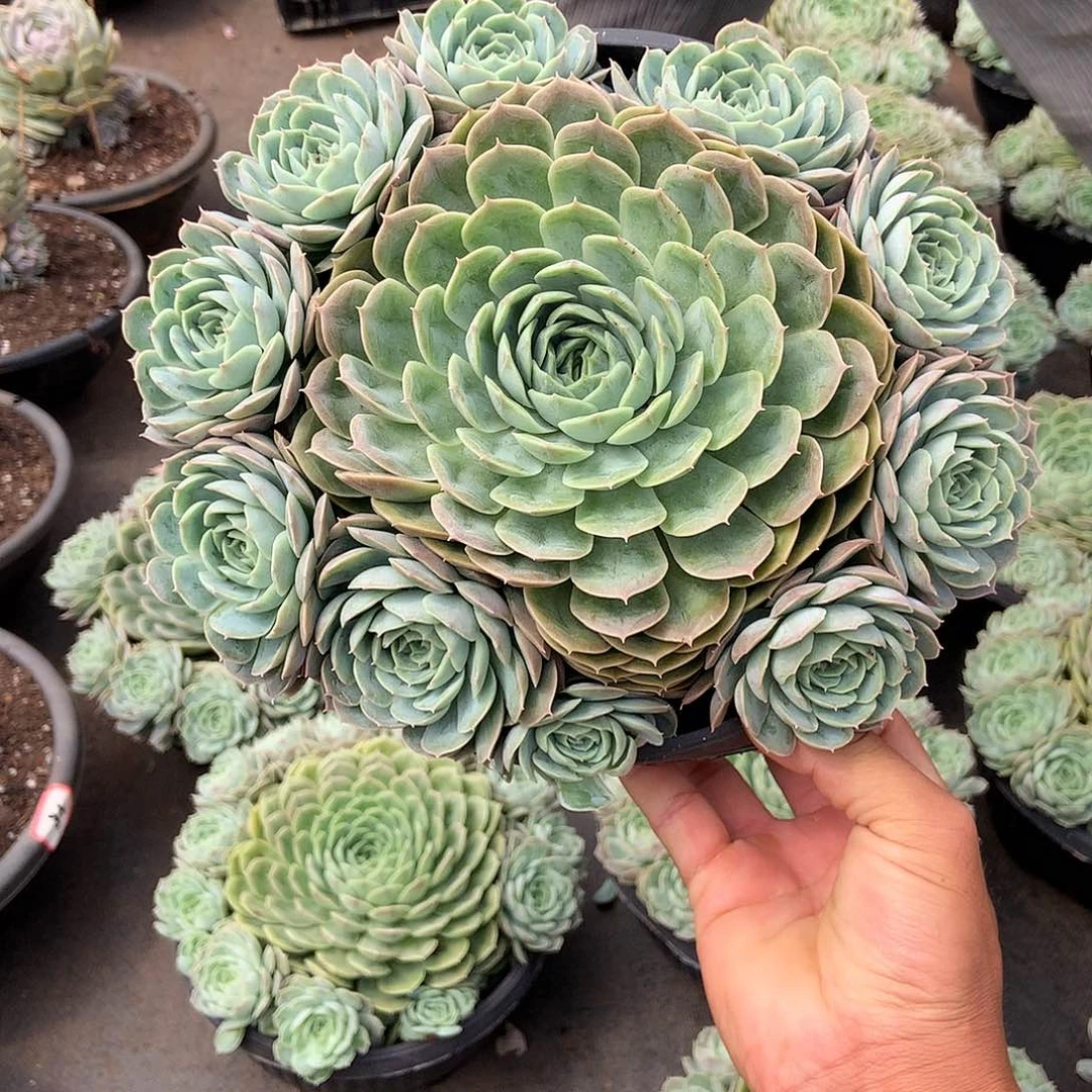 胖哥多肉推荐昂斯诺19.8