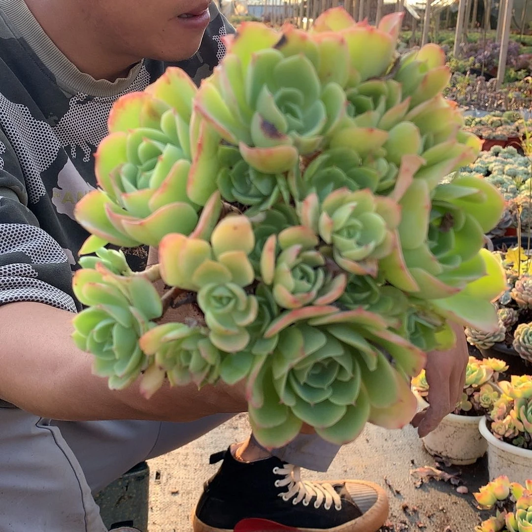 胖哥多肉推荐柠檬玫瑰9.9