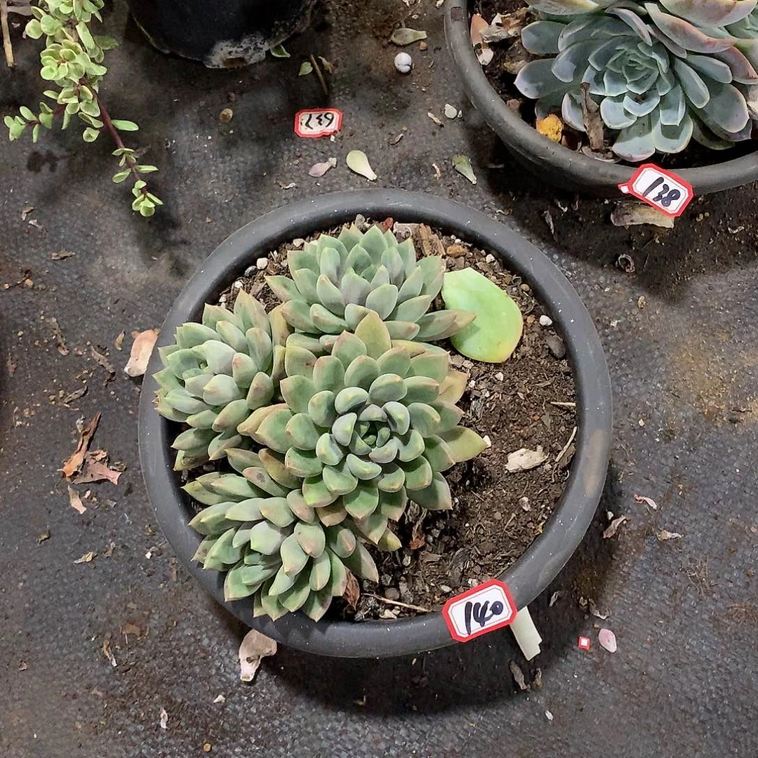 一物一拍多肉 140象牙