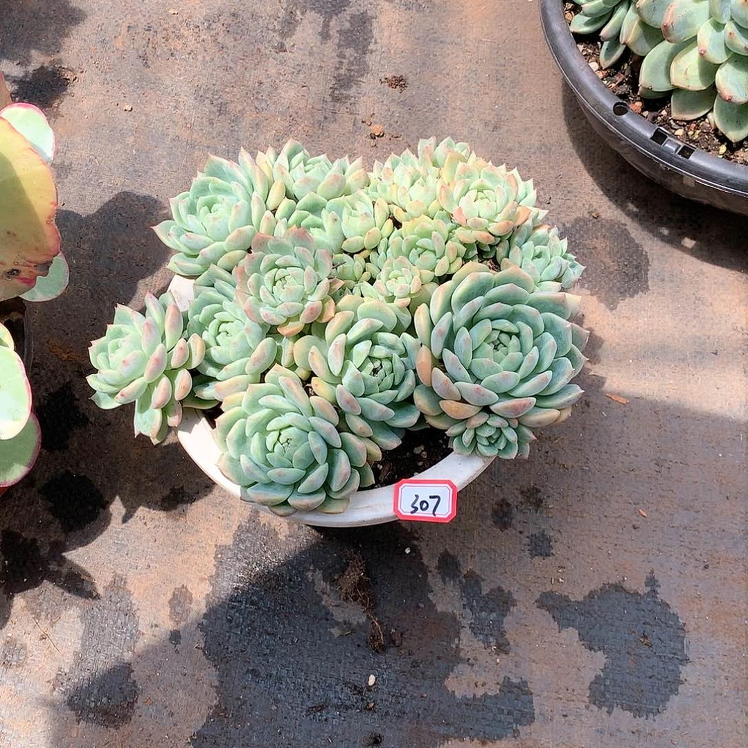 一物一拍多肉 307霜花