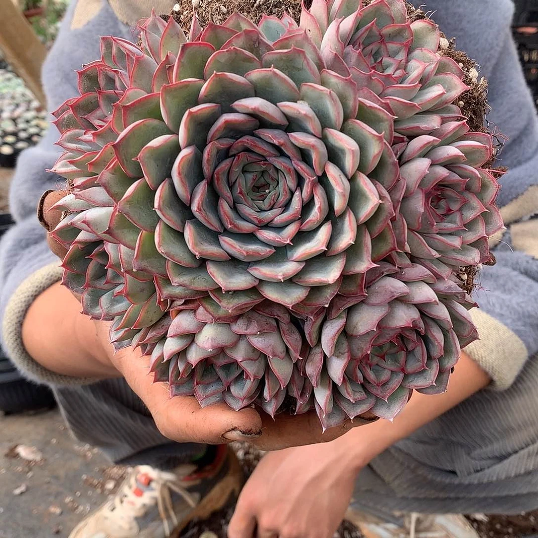 胖哥多肉推荐猎户座19.8