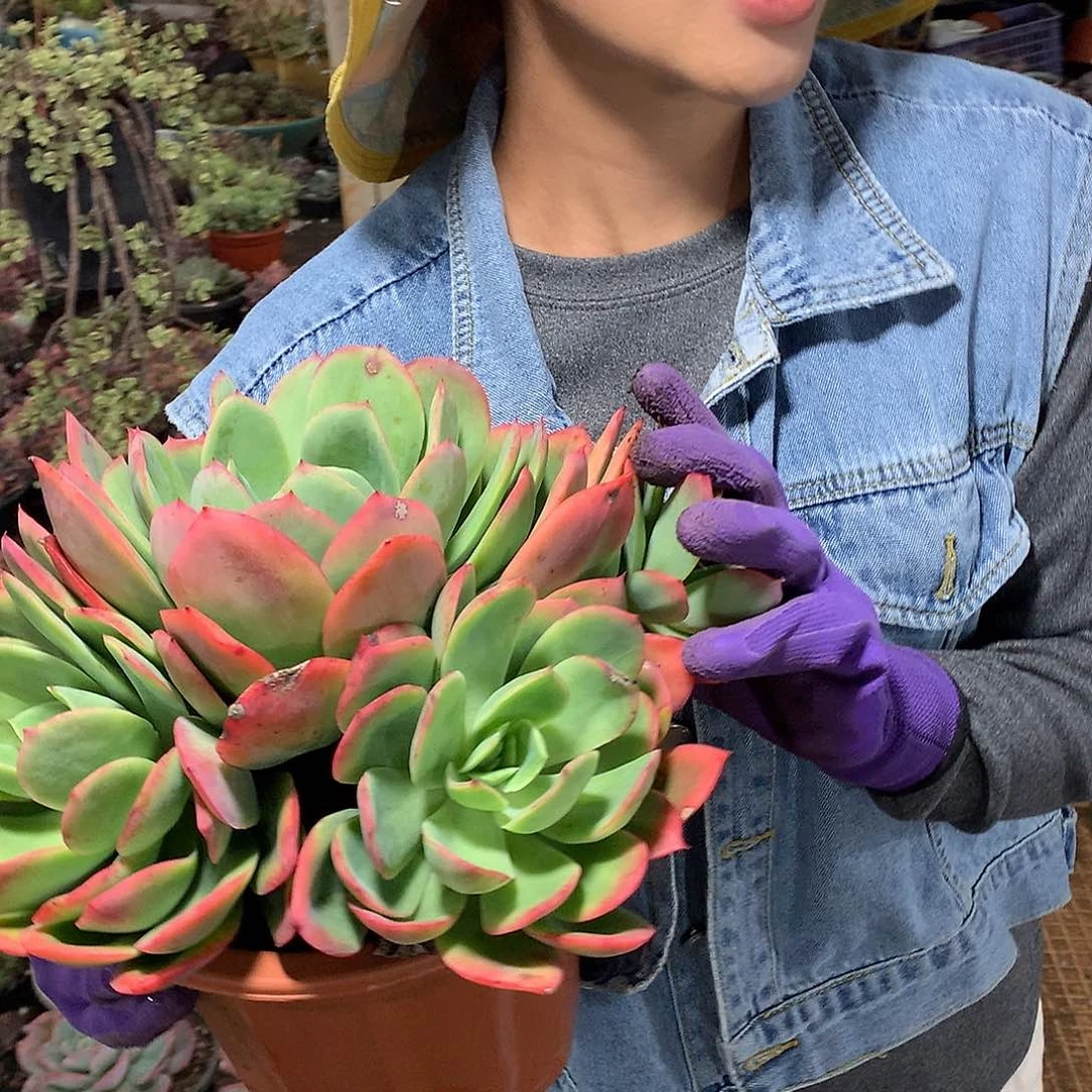 胖哥多肉推荐绮罗3头起9.9