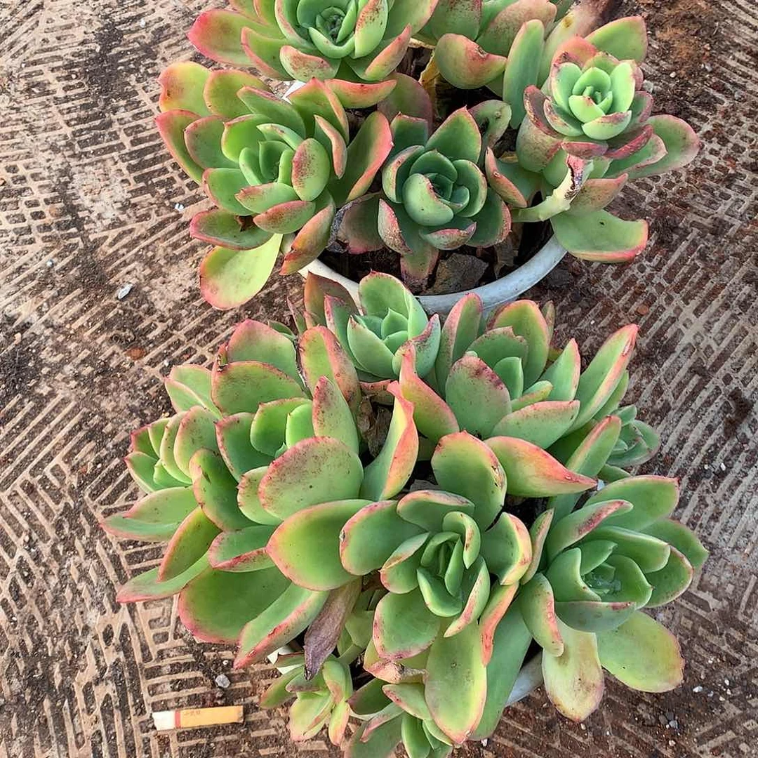 胖哥多肉推荐金辉15.8