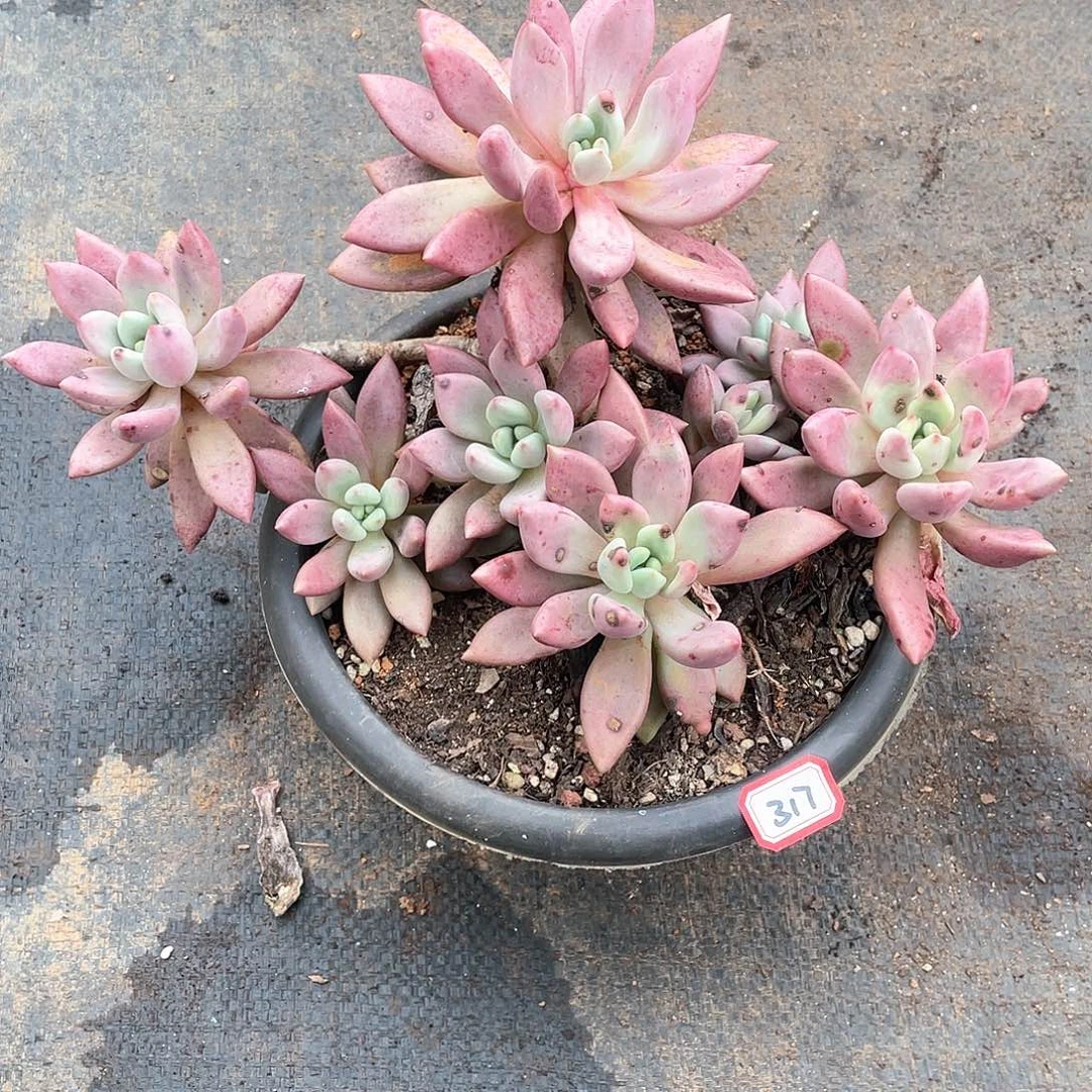 317桃花源 一物一拍多肉