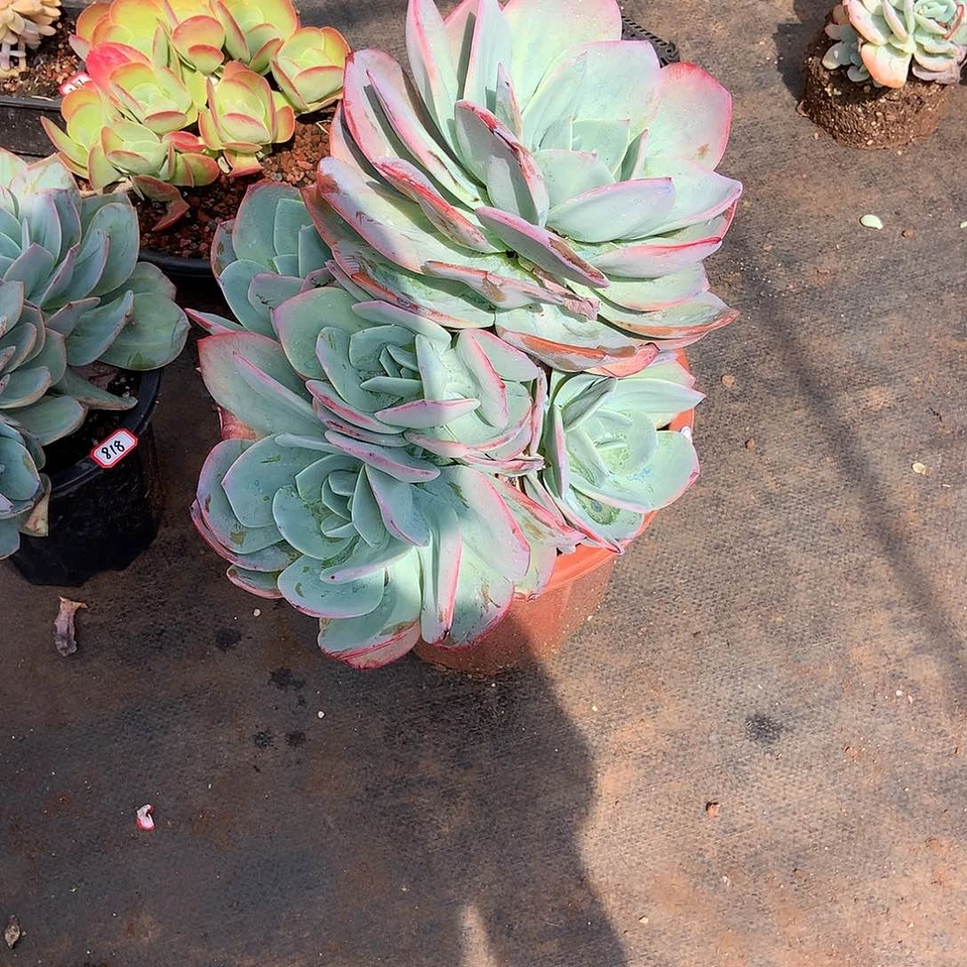 六**?胖个多肉一物一拍832凤