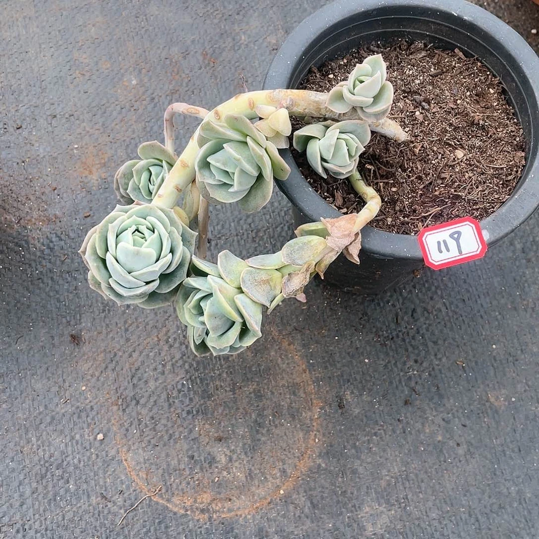 119可爱玫瑰 一物一拍多肉