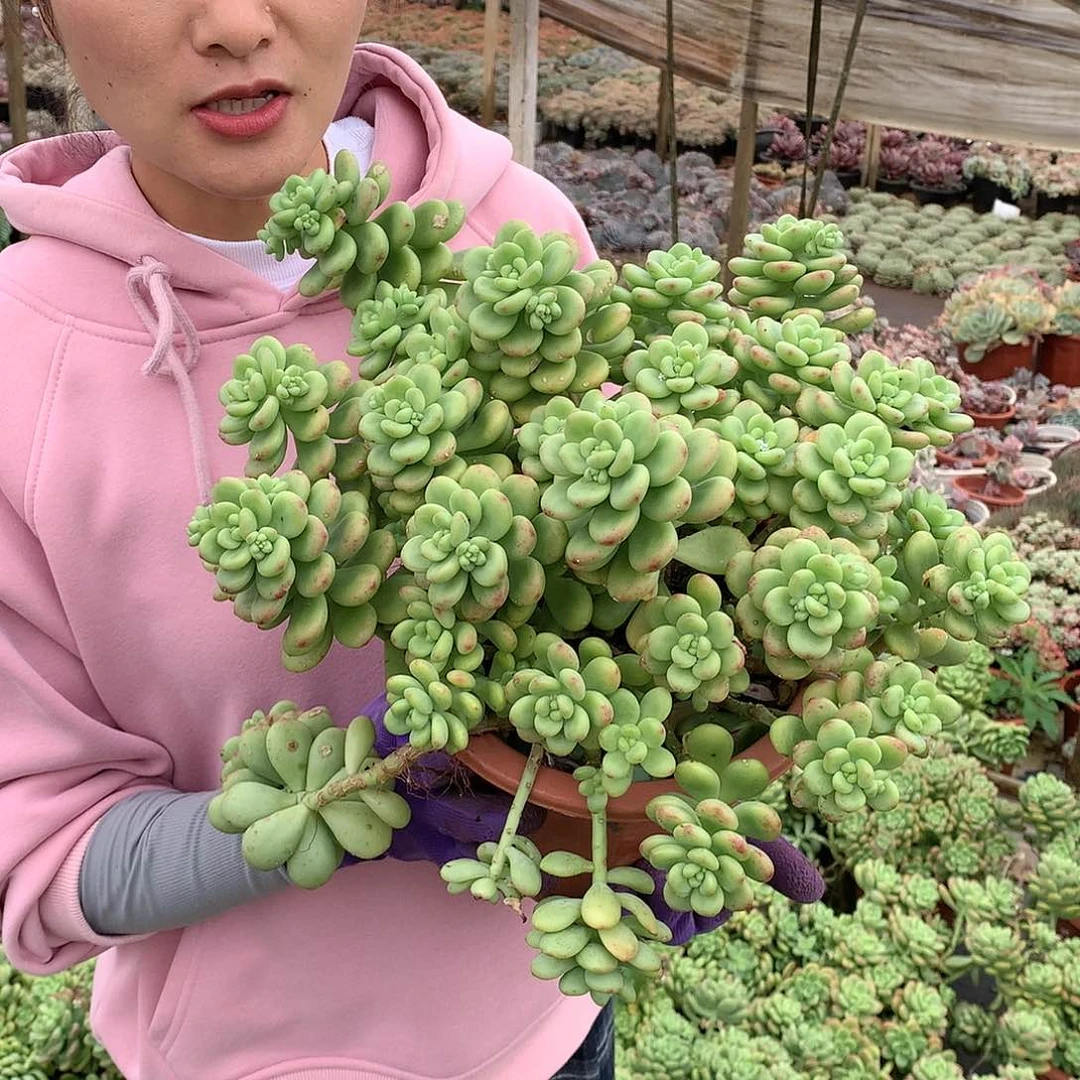 胖哥多肉推荐香格里拉25.8