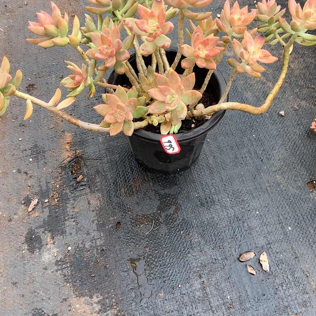 想**猪胖哥多肉一物一拍995布丁