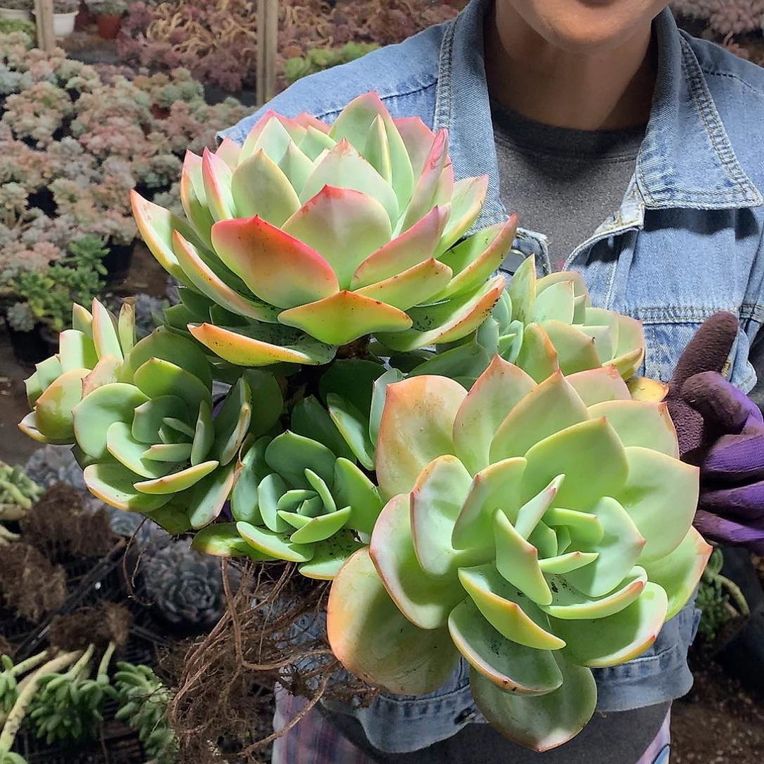 胖哥多肉推荐无砍头大白凤35