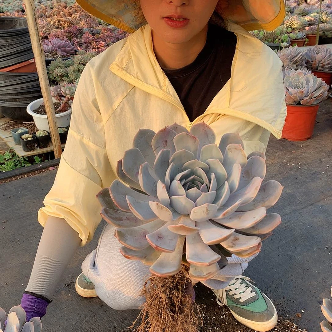 紫悦9.9 胖哥多肉推荐