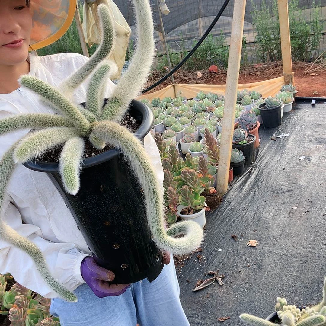 九尾狐88 胖哥多肉推荐