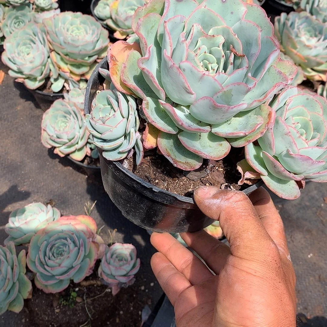 胖哥多肉推荐奶油黄桃9.9
