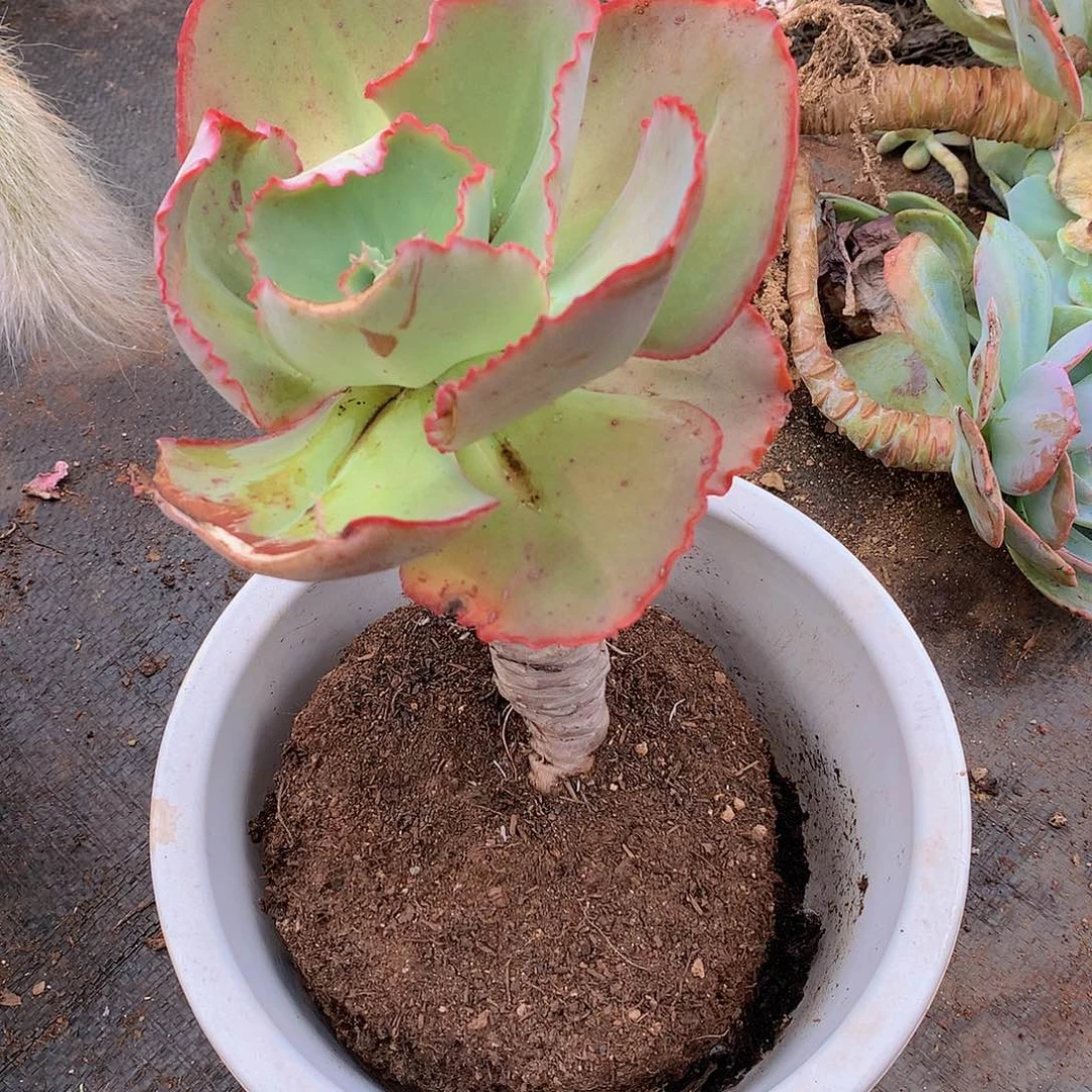 451包菜一物一拍多肉