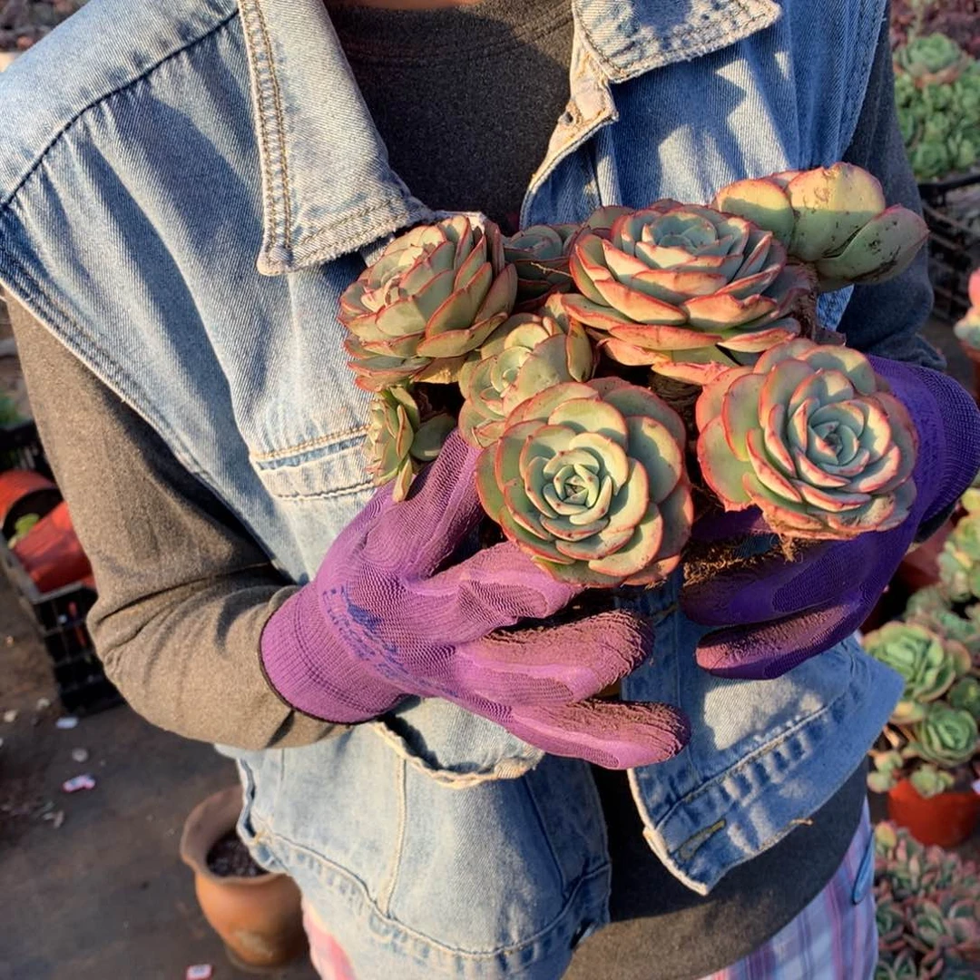 胖哥多肉推荐奶油黄桃3个9.9