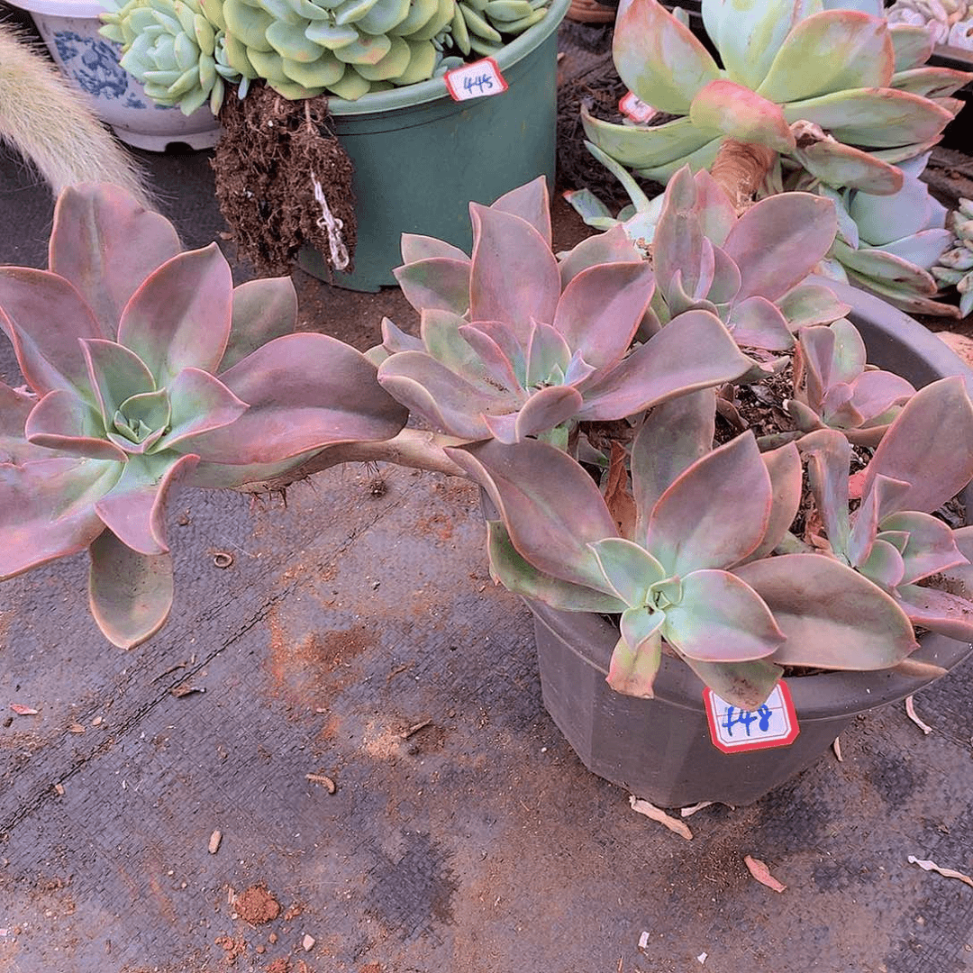 448太妃糖一物一拍多肉