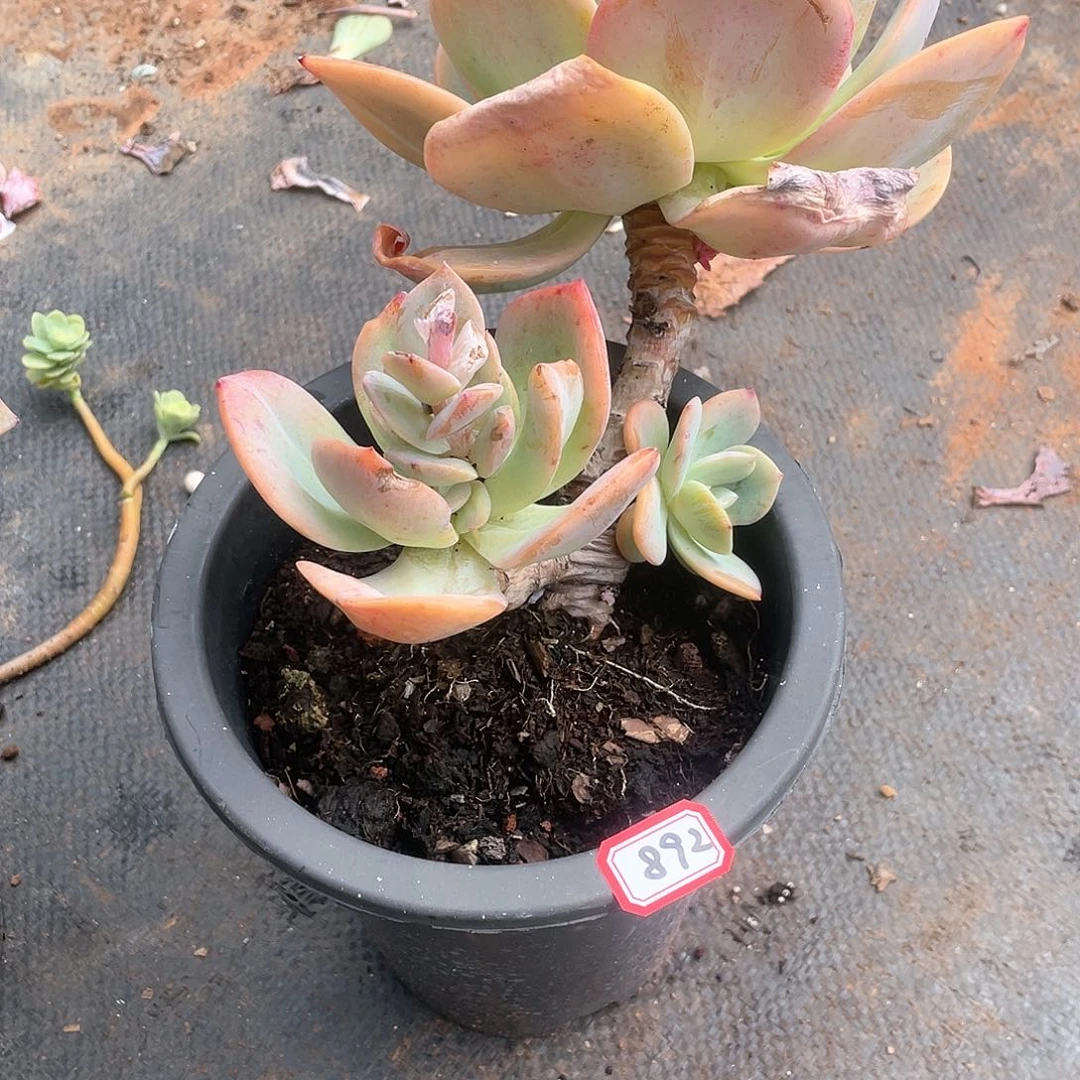 892白凤 一物一拍多肉