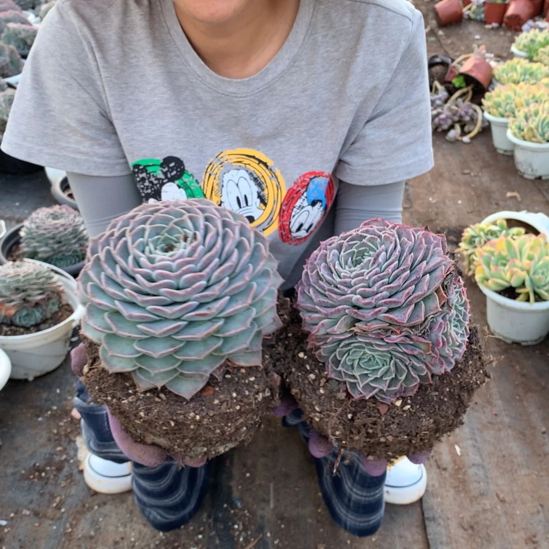 胖哥多肉推荐2个海琳娜10.8