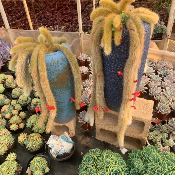 胖哥多肉：九尾狐 夏型种 好看好养植物夏季  简单庭院