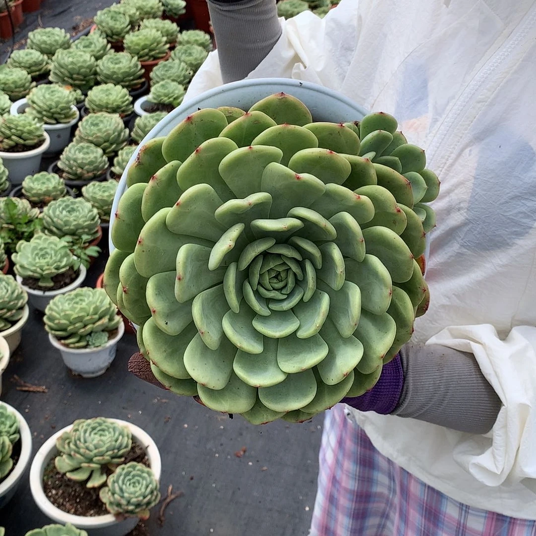 胖哥多肉推荐三文鱼9.9