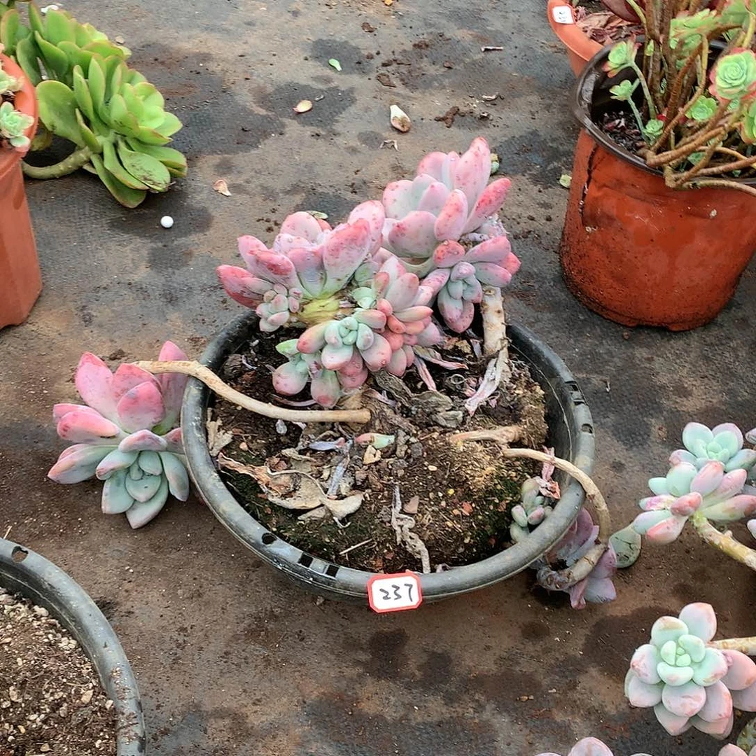 一物一拍多肉 237奥普