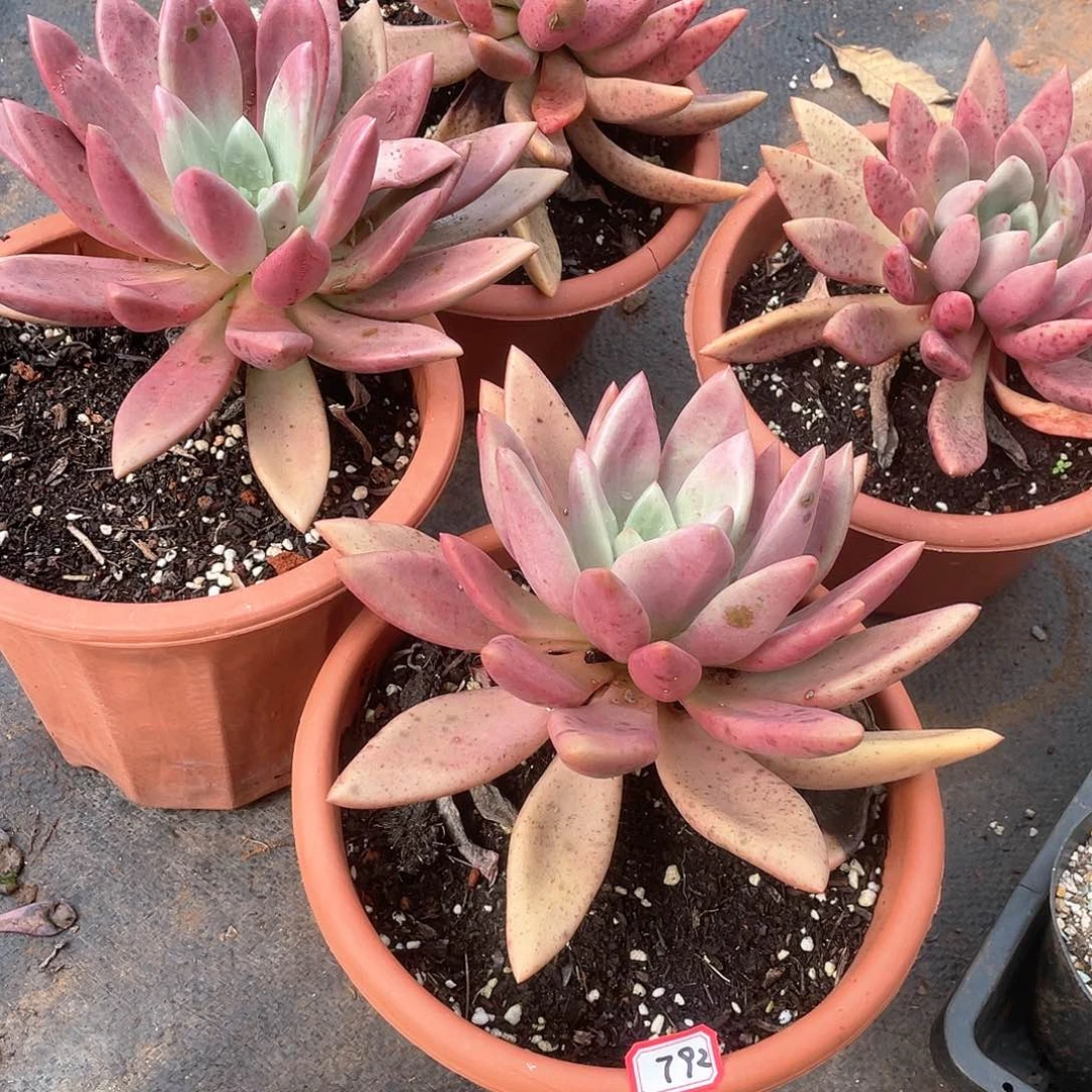 依**你492 四颗桃花源 1筐