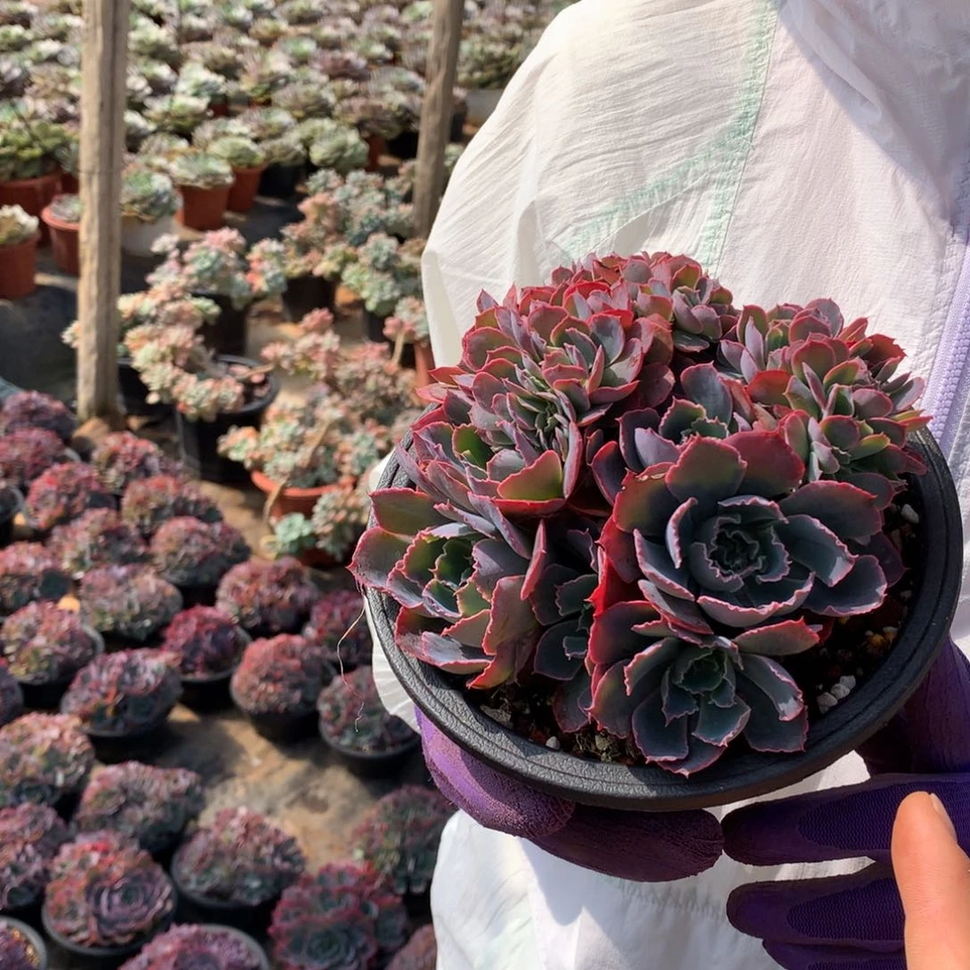 胖哥多肉推荐25.8晚霞之舞缀化