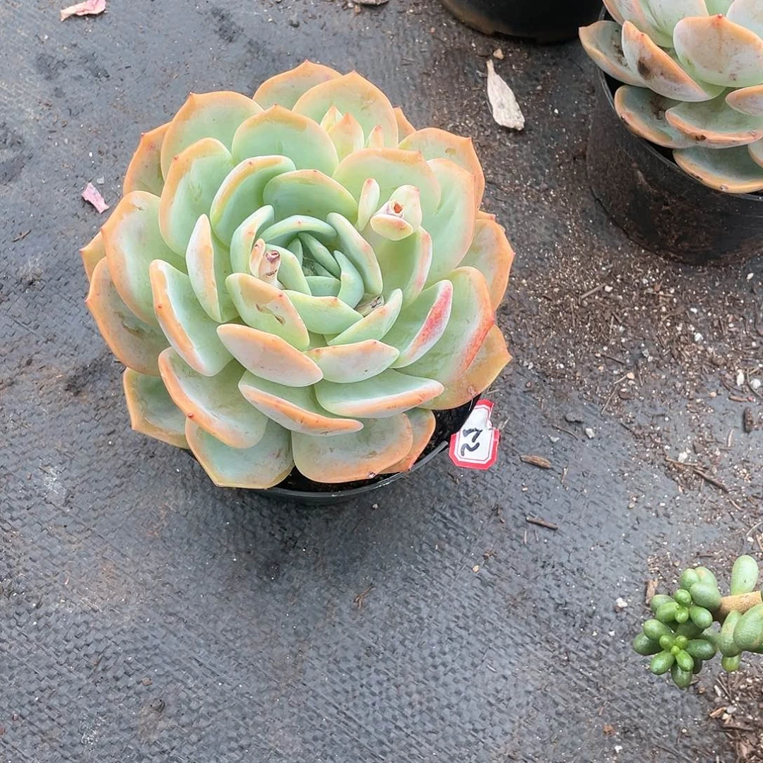 52凤橙 一物一拍多肉